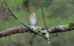 Wood Thrush